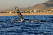Private Whale Watching Tour Adventure