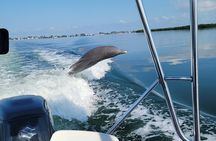 Anna Maria Island Dolphin Sightseeing Adventure 