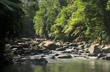 The Best Rainforest Experience in Puerto Rico