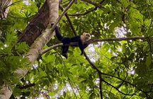 Kayak and Sloth Watching Tour. 