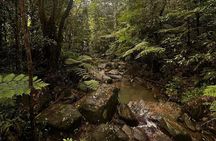 The Best Rainforest Experience in Puerto Rico