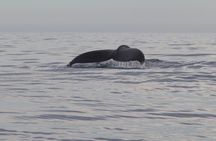 Whale Watching San Jose del Cabo (100% sightings so far)