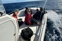 Whale Watching San Jose del Cabo (100% sightings so far)