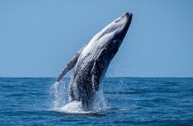 Whale Watching Moorea (non-swimming)