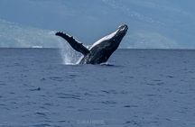 Whale Watching Moorea (non-swimming)