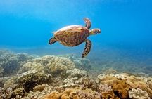 Half Day Fitzroy Island Return Ferry Trip – Departing 1.30pm