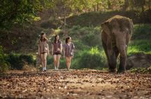 Elephant Sanctuary with Thai Cooking Experience in Chiang Mai