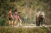 Elephant Sanctuary with Thai Cooking Experience in Chiang Mai