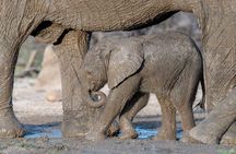 Addo Elephant National Park Private Tour