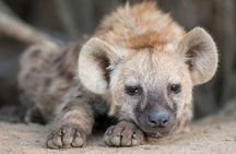 Addo Elephant National Park Private Tour