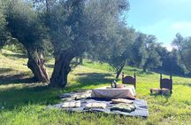 Matera : Gourmet Picnic among Centuries-Old Olive Trees and Views