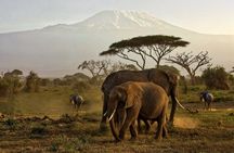 7-Day Masai Mara, Nakuru, Naivasha & Amboseli Kenya Budget Safari