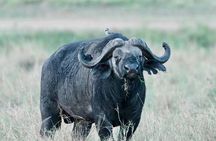 7-Day Masai Mara, Nakuru, Naivasha & Amboseli Kenya Budget Safari