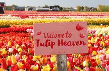 From Amsterdam: Keukenhof + Tulip Experience Tour