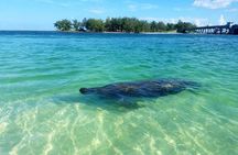 Kayaking with coastal wildlife in Sarasota Bay