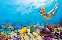 Sharm El Sheikh: Ras Mohamed & White Island Dive & Snorkel