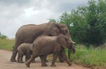 Pilanesberg national park tour-Open safari vehicle