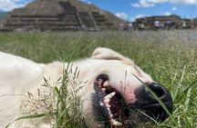 Teotihuacan Pyramids *NO CROWDS* Morning Tour... With Me, Angela!