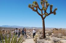 Joshua Tree Natural Wonders Walk: Plants, Animals and Rocks