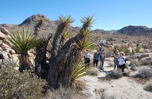 Joshua Tree Natural Wonders Walk: Plants, Animals and Rocks