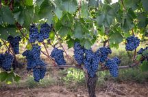 Walk of Wine Brunello and Supertuscan