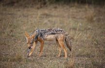5 Day Safari Explore Masai Mara, Lake Naivasha and Nakuru