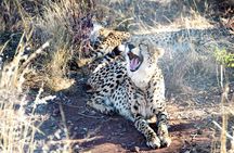 3Day Private Tanzani Safari in Ngorongoro and Tarangire Adventure