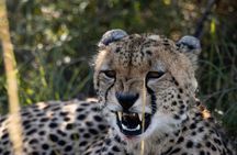 3Day Private Tanzani Safari in Ngorongoro and Tarangire Adventure