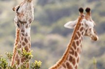 3 Day Serengeti & Ngorongoro Camping Safari Adventure