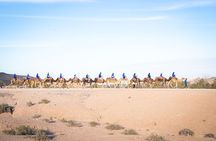 From Marrakech: Agafay Desert Camel Ride experience Dinner show