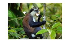 Half Day Private Island Adventure in Grenada