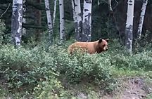 Wildfire Peak Nic 