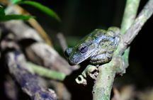 Nighttime Exploration in the Monteverde Cloud Forest