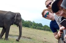 Udawalawe Safari Adventure 