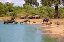 Udawalawe Safari Adventure 