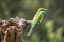 Udawalawe Safari Adventure 