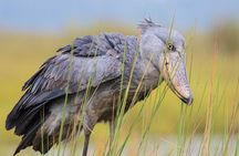 1 Day Best of Mabamba Shoebill Bird Watching Tour in Entebbe