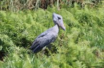 1 Day Best of Mabamba Shoebill Bird Watching Tour in Entebbe