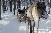Korouoma Frozen Waterfalls & Reindeer Farm Visit