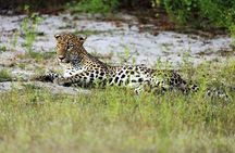 Wilpattu National Park Safari From| Anuradhapura | Negombo
