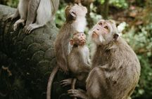 Half Day Private Tour in Ubud