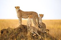 5-Day Safari Tour at Tarangire Serengeti and Ngorongoro Crater