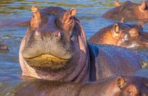 5-Day Safari Tour at Tarangire Serengeti and Ngorongoro Crater