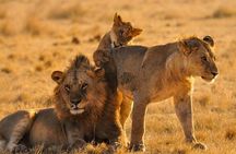 5-Day Safari Tour at Tarangire Serengeti and Ngorongoro Crater
