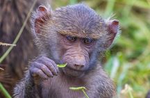 5-Day Safari Tour at Tarangire Serengeti and Ngorongoro Crater