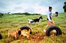 Kauai Baby Farm Animals Experience and Immerse in a Micro Dairy