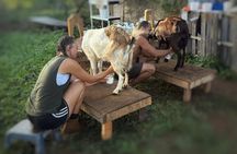 Kauai Baby Farm Animals Experience and Immerse in a Micro Dairy
