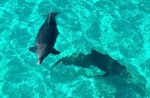 Destin Dolphin and Snorkeling Adventure Speedboat Tour 