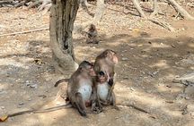 UNESCO Listed Can Gio Mangrove and Monkey Island trek