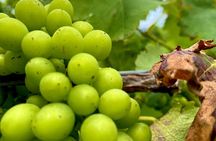 PRIVATE Hunter Valley Premium Wine Tasting Tour (10 hrs)